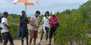 Jimi Cohen (centre) during a mangrove planting session