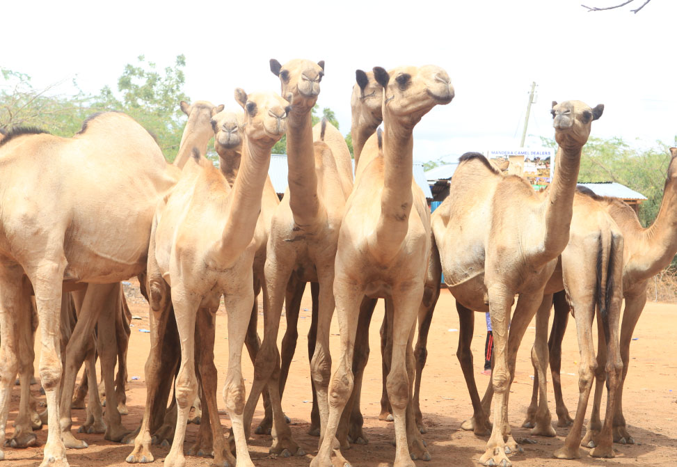 Mysterious disease kills camels in Mandera
