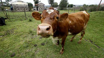 cow img
