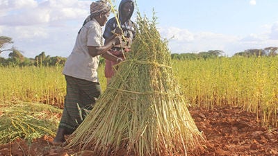 Simsim The Golden Crop That Failed To Thrive Daily Nation