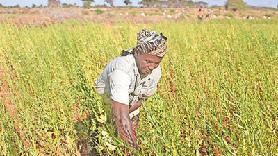 Simsim The Wonder Crop Minting Money In Dry North Daily Nation